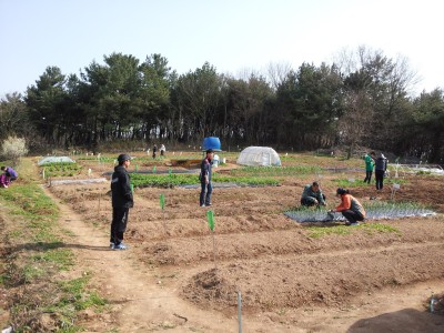 4월1일 주말농장 스케치