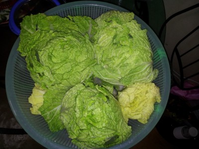 주말농장 배추가 이렇게!!