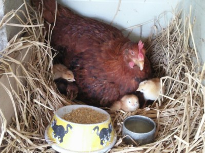 병아리삐약